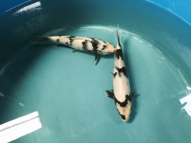 Two different Shiro Utsuri koi from Omosako Farm. Apparently they are known for the shiro utsuri they breed.  As my shiro utsuri gets older she will have more black develop and we're hoping for lacquer quality black.