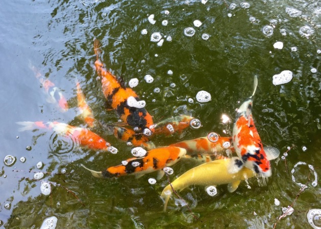 Some of the koi in the upper pond. As the nitrite level goes down, they seem to be peppier.
