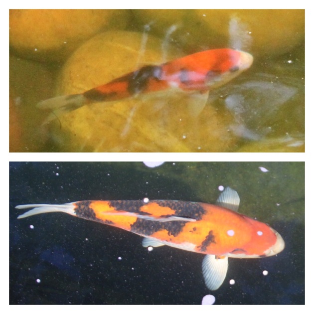 Irene was purchased from Koi Acres, in the spring of 2014.  Several times we found her with her head stuck under a rock. She's now very pretty.