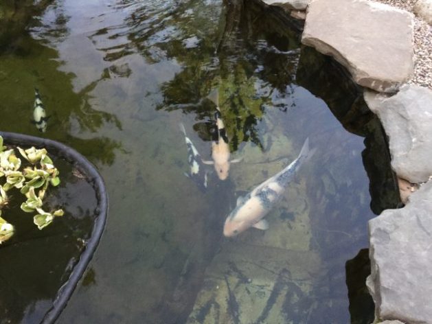 The Shiro Utsuris are enjoying their pond...and they are always very hungry.