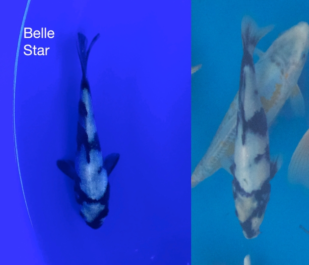 Belle Star